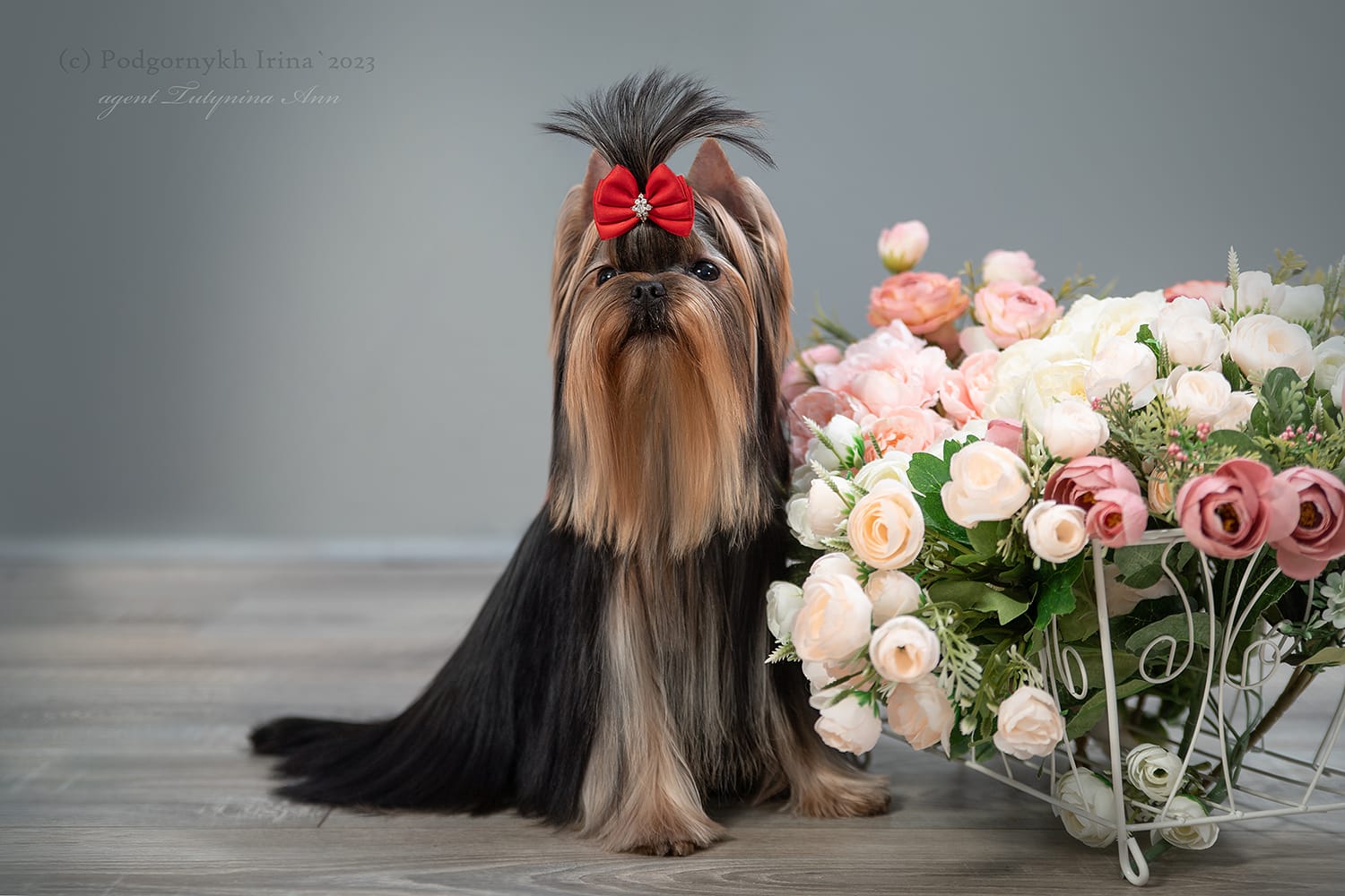  SHERSHE LYA-FAM ZEFIR &mdash; Labaza DogPedigree YorkshireTerrier